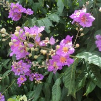 Lagerstroemia speciosa (L.) Pers.